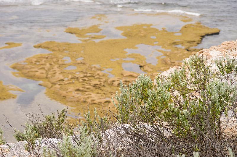 Seaside patterns, Barwon Heads IMGP4421.jpg